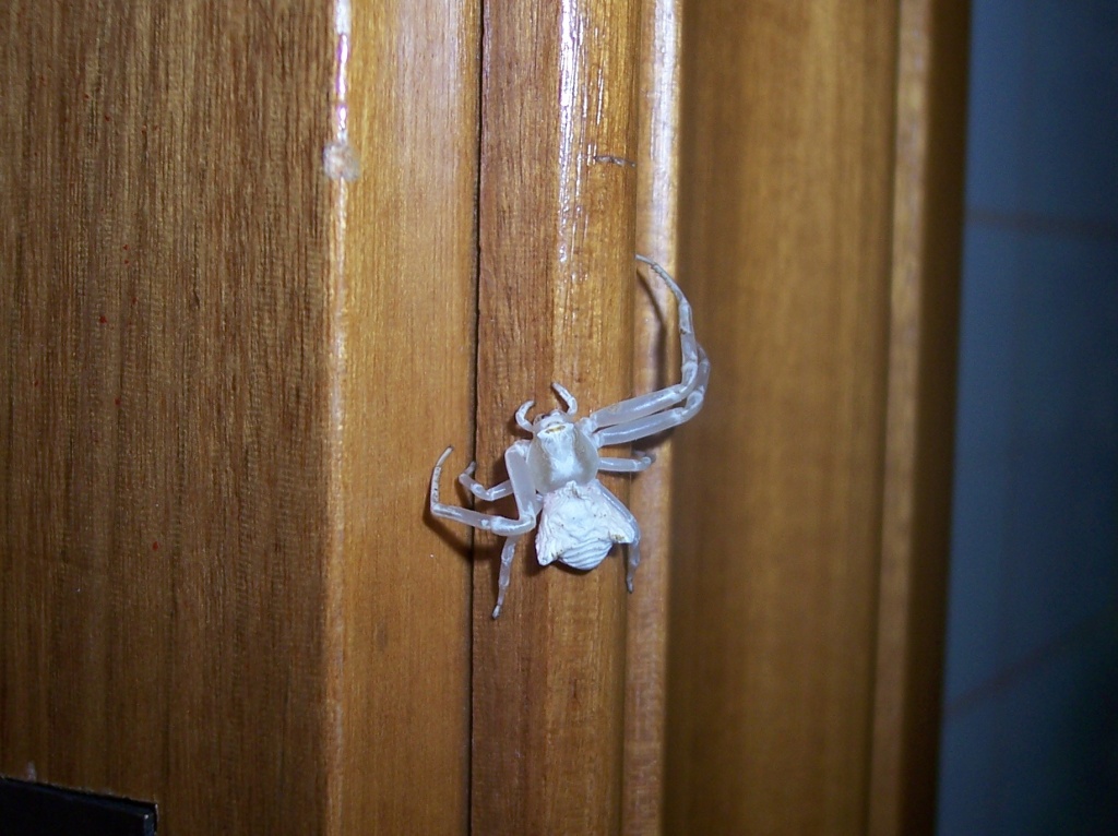 Ragno bianco (Thomisus onustus, forse dopo deposizione)